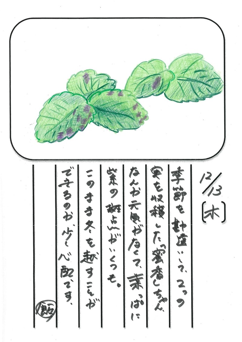 ◇ 飯室菜園日記 vol.32 ◇