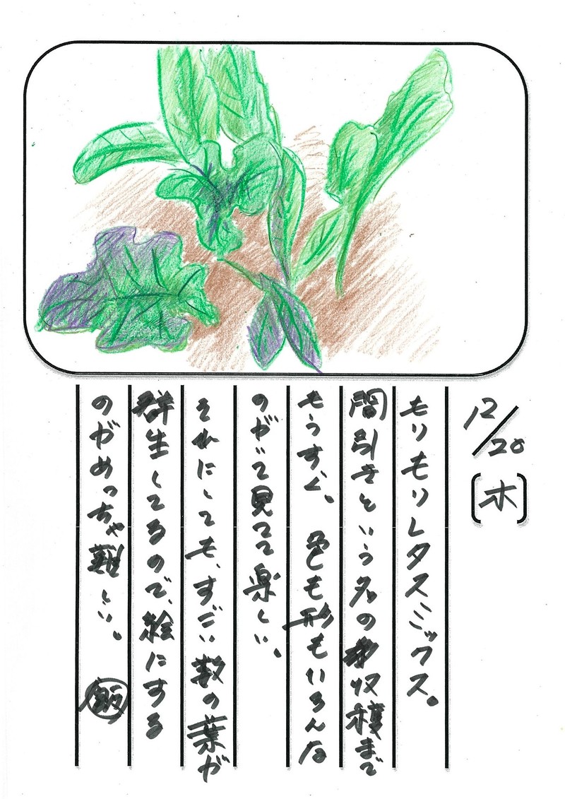 ◇ 飯室菜園日記 vol.33 ◇