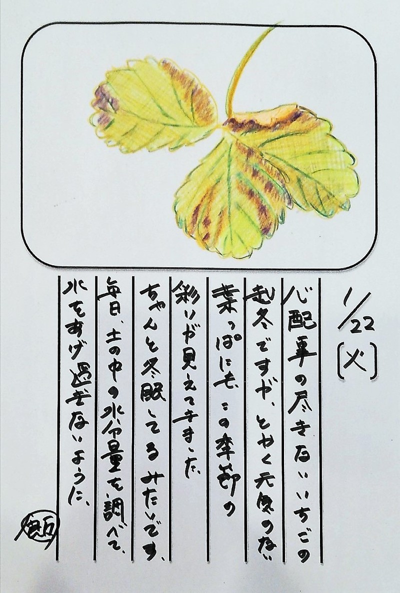 ◇ 飯室菜園日記 vol.37 ◇