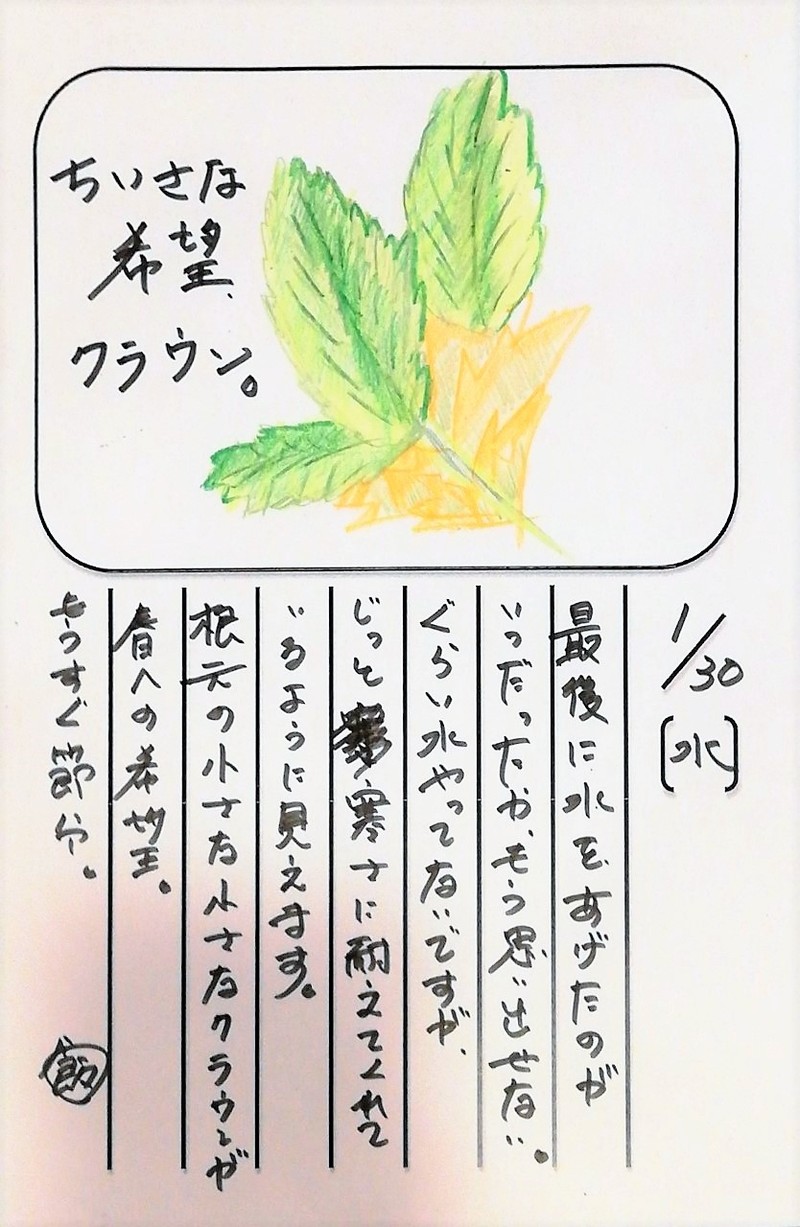 ◇ 飯室菜園日記 vol.38 ◇