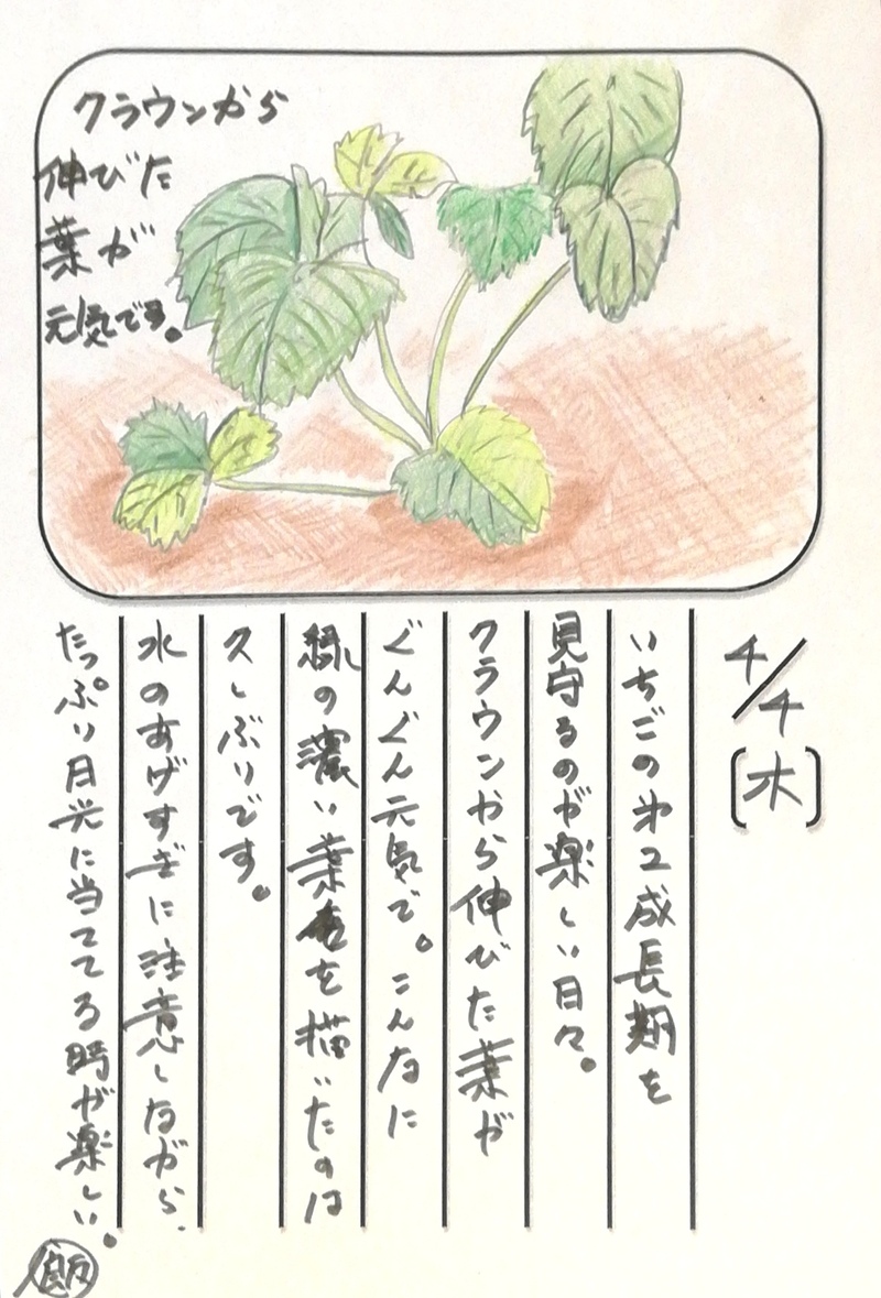 ◇ 飯室菜園日記 vol.46 ◇
