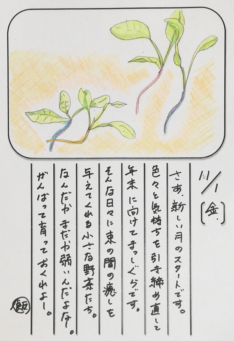 ◇ 飯室菜園日記 vol.72 ◇