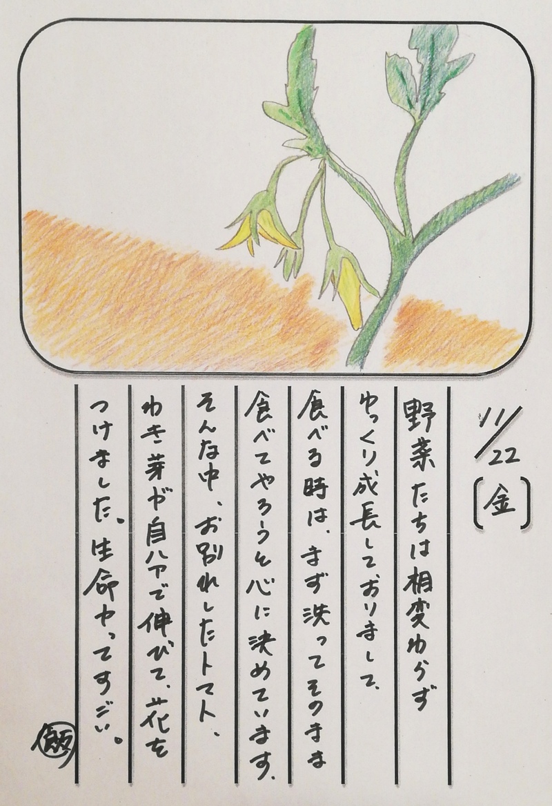 ◇ 飯室菜園日記 vol.75 ◇