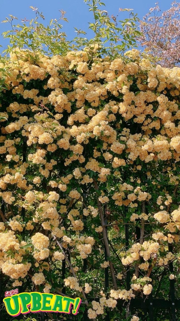 ＜＜＜見事なモッコウバラ♪今日もUPBEAT!スタートしてます！＞＞＞