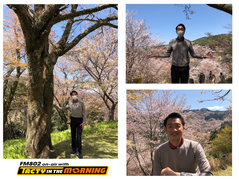 【4/21 8時台 奈良県・吉野山の桜 取材の様子をお届け！ 】