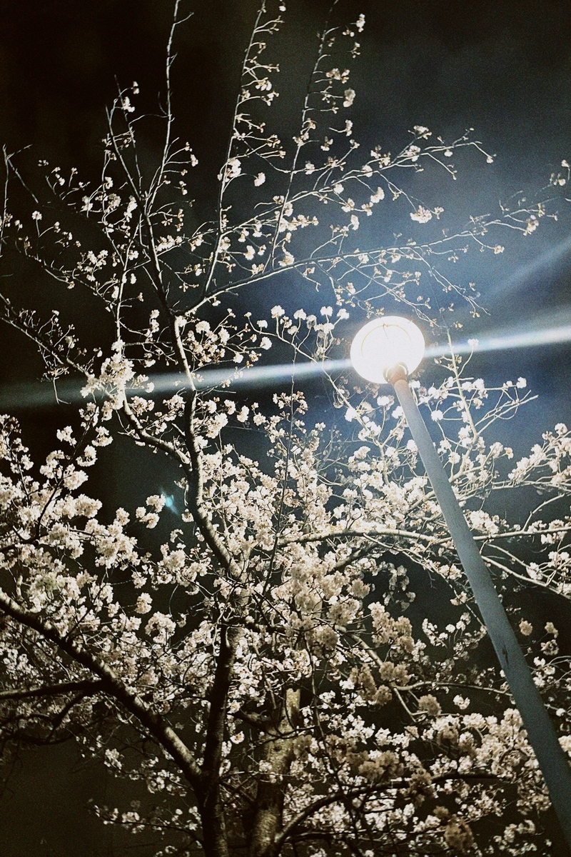 #ハチパレ 28時、ほのさんぽで。【 ほのかちゃんの日常 #2おつかい 】