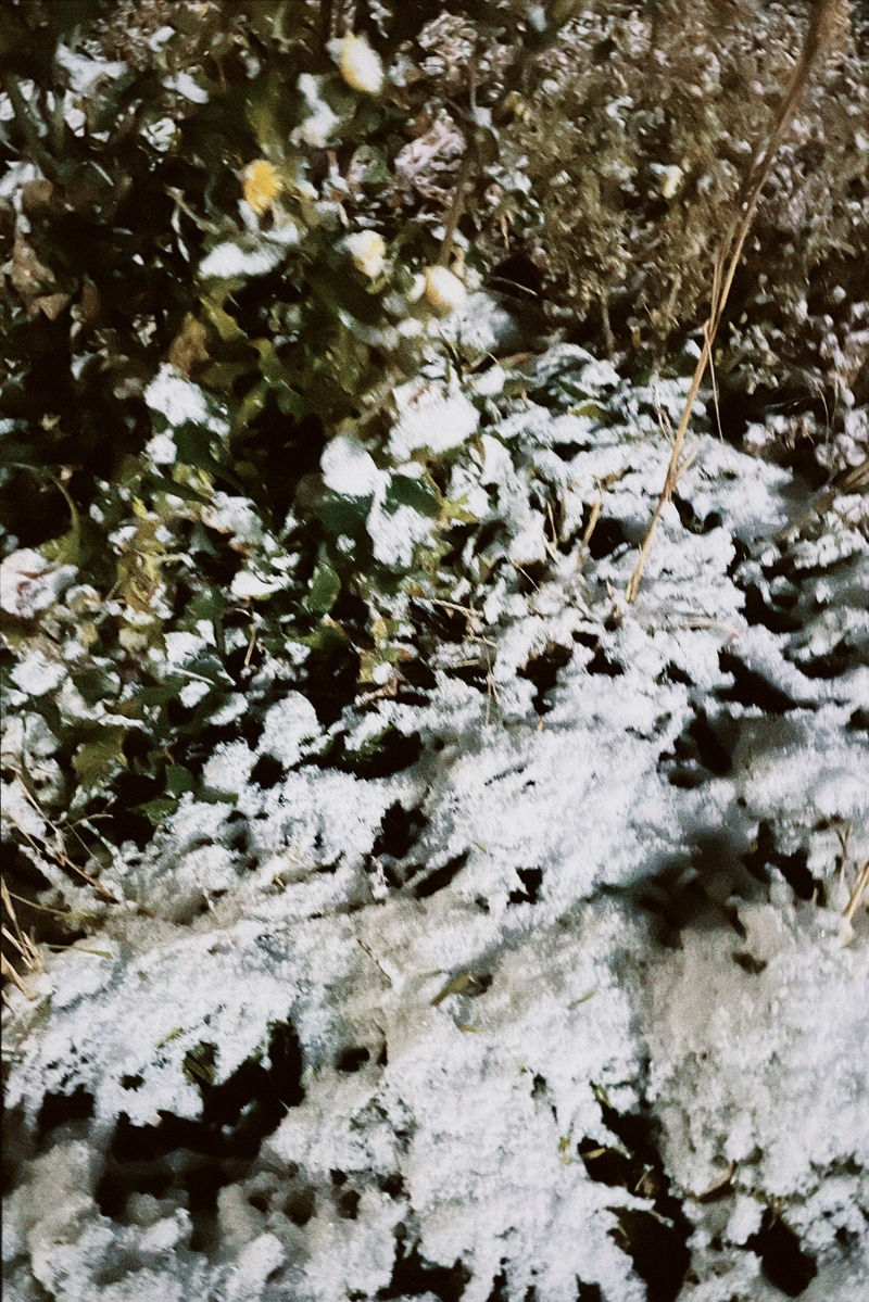 #ハチパレ 28時、ほのさんぽで。【 届けて 切なさには 】