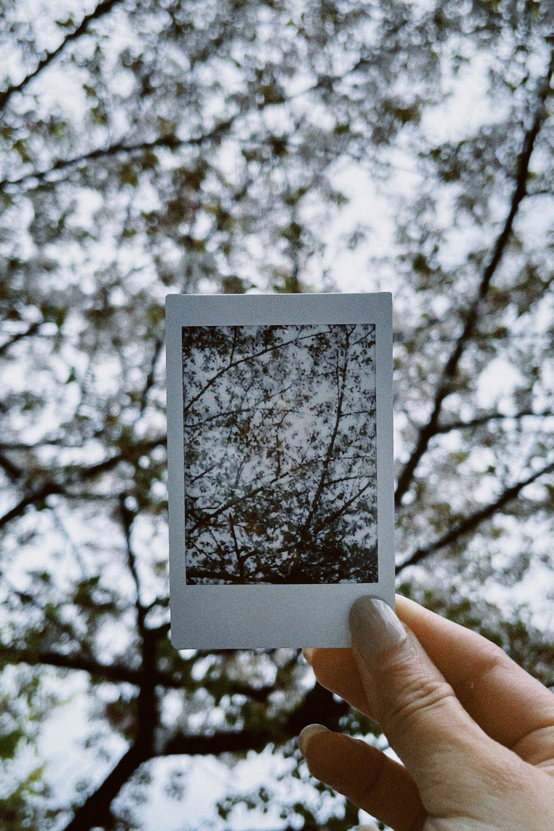 #ハチパレ 28時、ほのさんぽで。【 桜の木の下で初チェキ 】