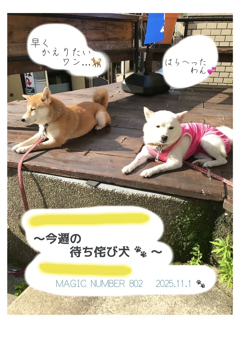 #MN802 11.01特別企画：今週の待ちわび犬