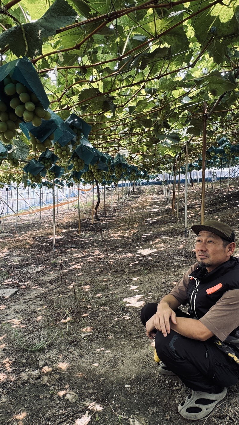 ＊#コマキ手帖：羽曳野のぶどう農園「G-grape farm」
