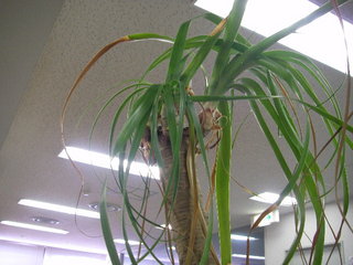 ROCK KIDSオリジナルグッズ『たけしくん』♪今日のたけしくん♪