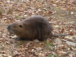 大川を泳いでいたのは・・・