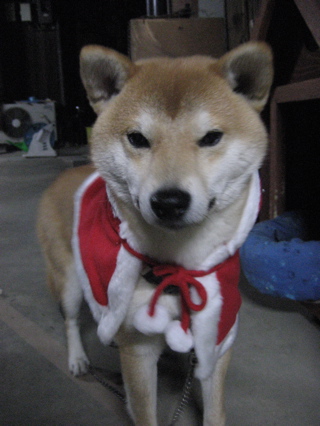 HALFBYの愛犬・モチ君①