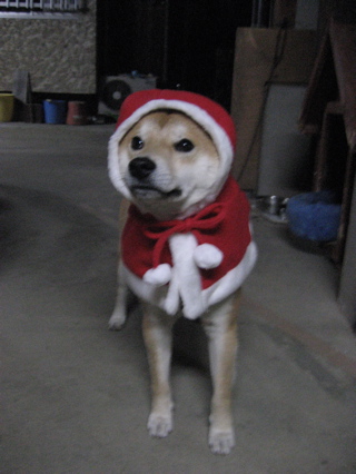 HALFBYの愛犬・モチ君②