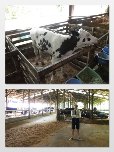 牛乳の生まれるところ☆