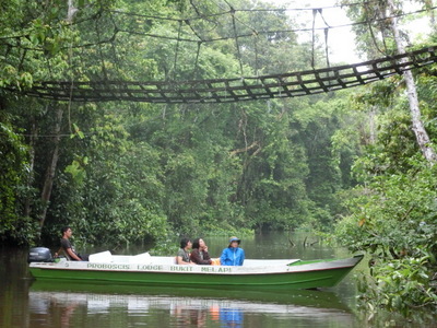 サラヤ CHEERS FOR NATURE ボルネオ島（２）