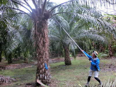 サラヤ CHEERS FOR NATURE ボルネオ島（３）