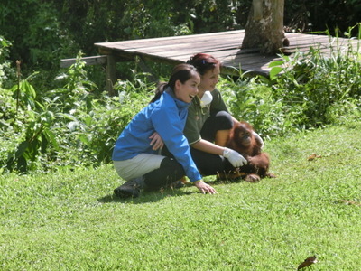 サラヤ CHEERS FOR NATURE ボルネオ島（４）