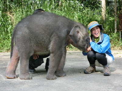 サラヤ CHEERS FOR NATURE ボルネオ島（５）
