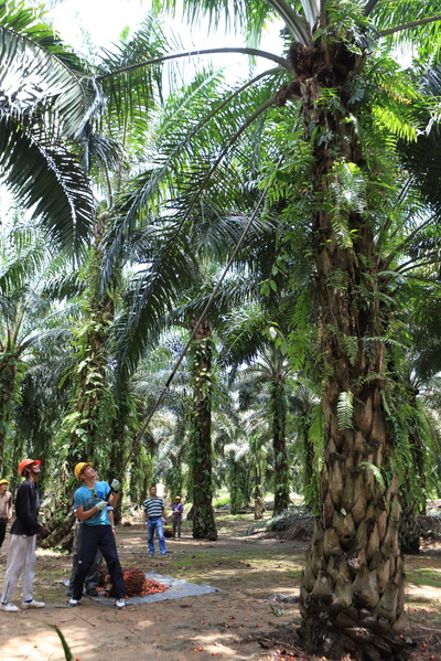 サラヤ CHEERS FOR NATURE SPECIAL【２】