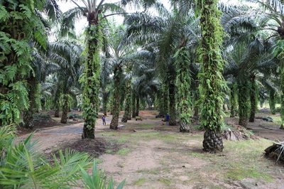 サラヤ CHEERS FOR NATURE SPECIAL【５】