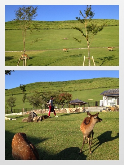 TRAVEL WITH TAKUTO ＠若草山【１】