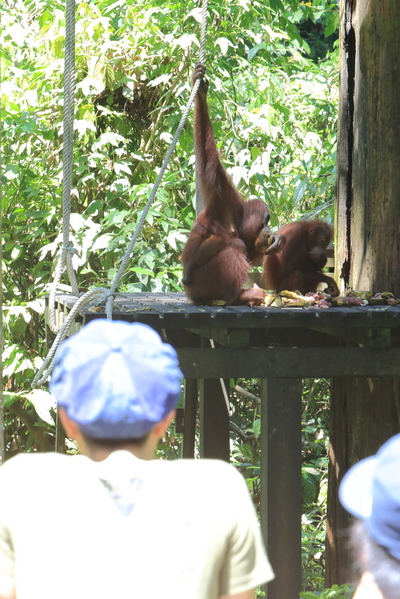 サラヤ CHEERS FOR NATURE SPECIAL【３】