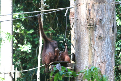 サラヤ CHEERS FOR NATURE SPECIAL【４】