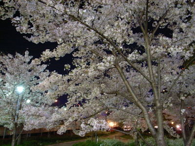 ＊どこでもラジオ＊