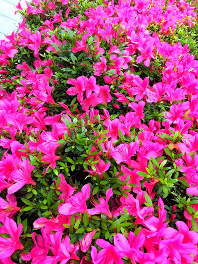 今日のやわか通信で書いたツツジ