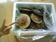 土井コマキです〜オンエアリスト