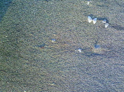 土井コマキです