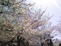 土井コマキです〜桜、時々、ヨーロッパ企画
