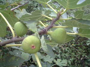 どいこまきです〜連休ですか？