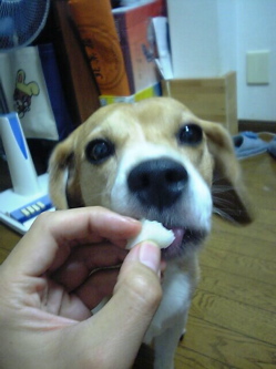 どいこまきです