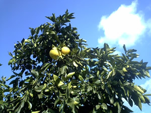 どいこまきです