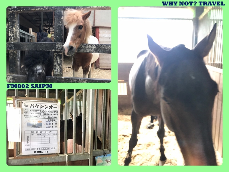 WHY NOT? TRAVEL → 乗馬