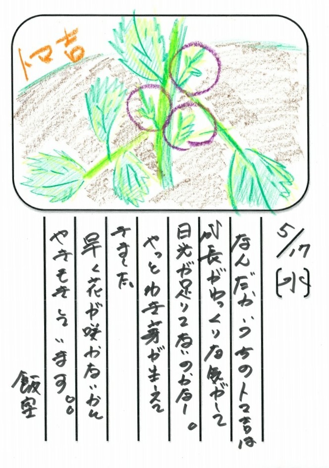 ◇ 飯室菜園日記 vol.4 ◇