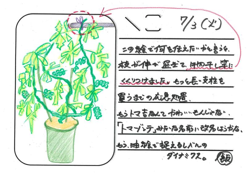 ◇ 飯室菜園日記 vol.11 ◇